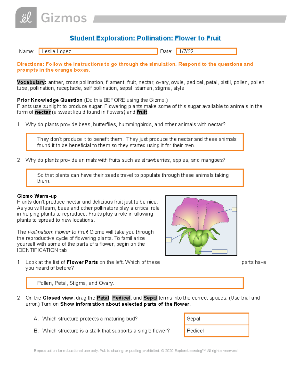 Gizmos Lab Pollination Process From Flower To Fruit Exploration Studocu