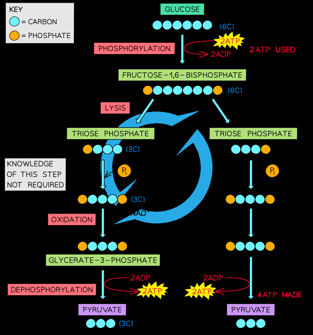 Glycolysis IB HL Biology Revision Notes