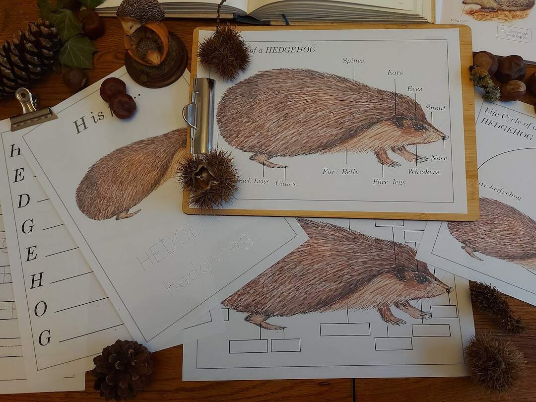 Hedgehog Unit Study Life Cycle Anatomy Nature Printables INSTANT DOWNLOAD Etsy Hedgehog Unit Study Life Cycle Anatomy Nature Printables INSTANT DOWNLOAD Etsy