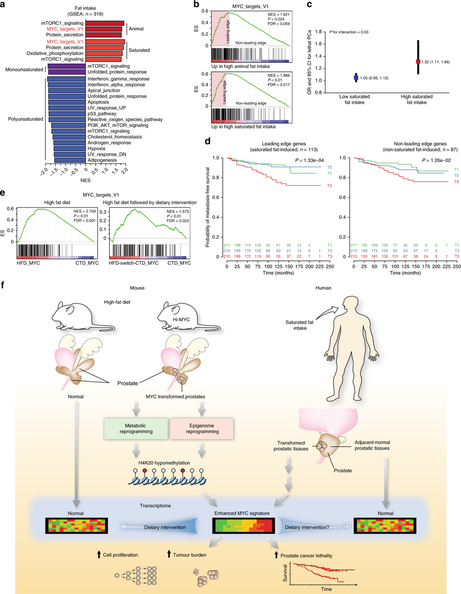 High Fat Diet Fuels Prostate Cancer Progression By Rewiring The Metabolome And Amplifying The MYC Program Nature Communications Frontiers Non Invasive Liver Fibrosis Scores Are Associated With Recurrence Of Postoperative Chronic Subdural Hematoma