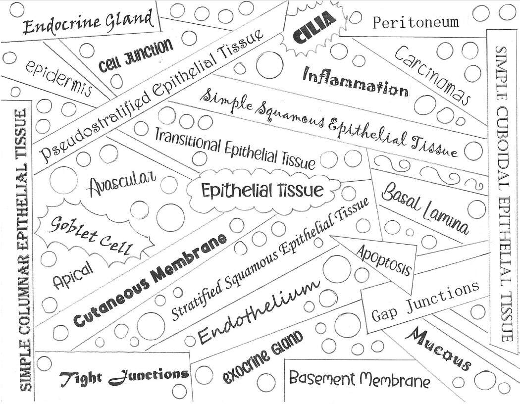 Epithelial Tissue Anatomy And Physiology I