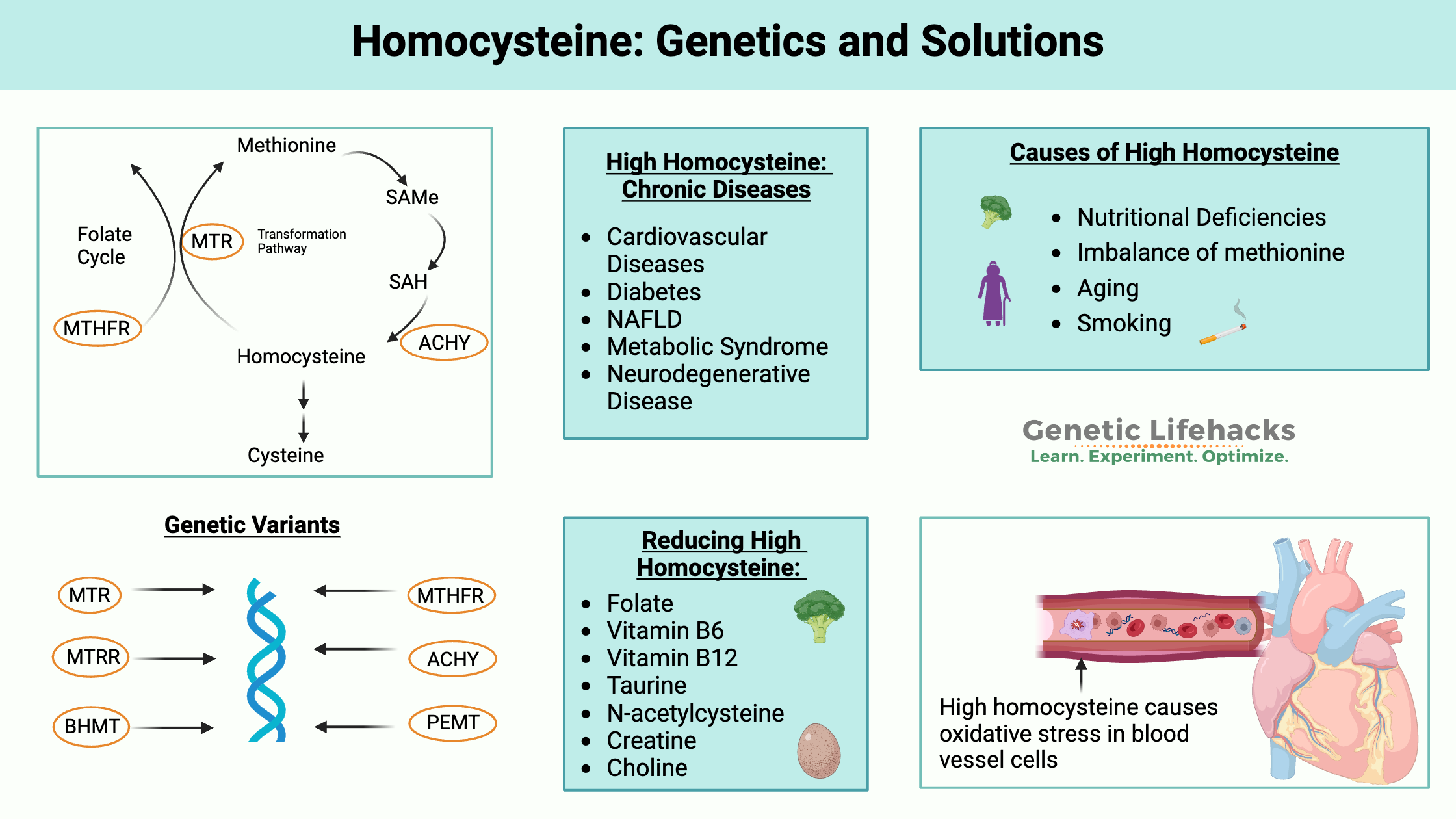 Homocysteine Genetics High Homocysteine Levels And Solutions Homocysteine Genetics High Homocysteine Levels And Solutions
