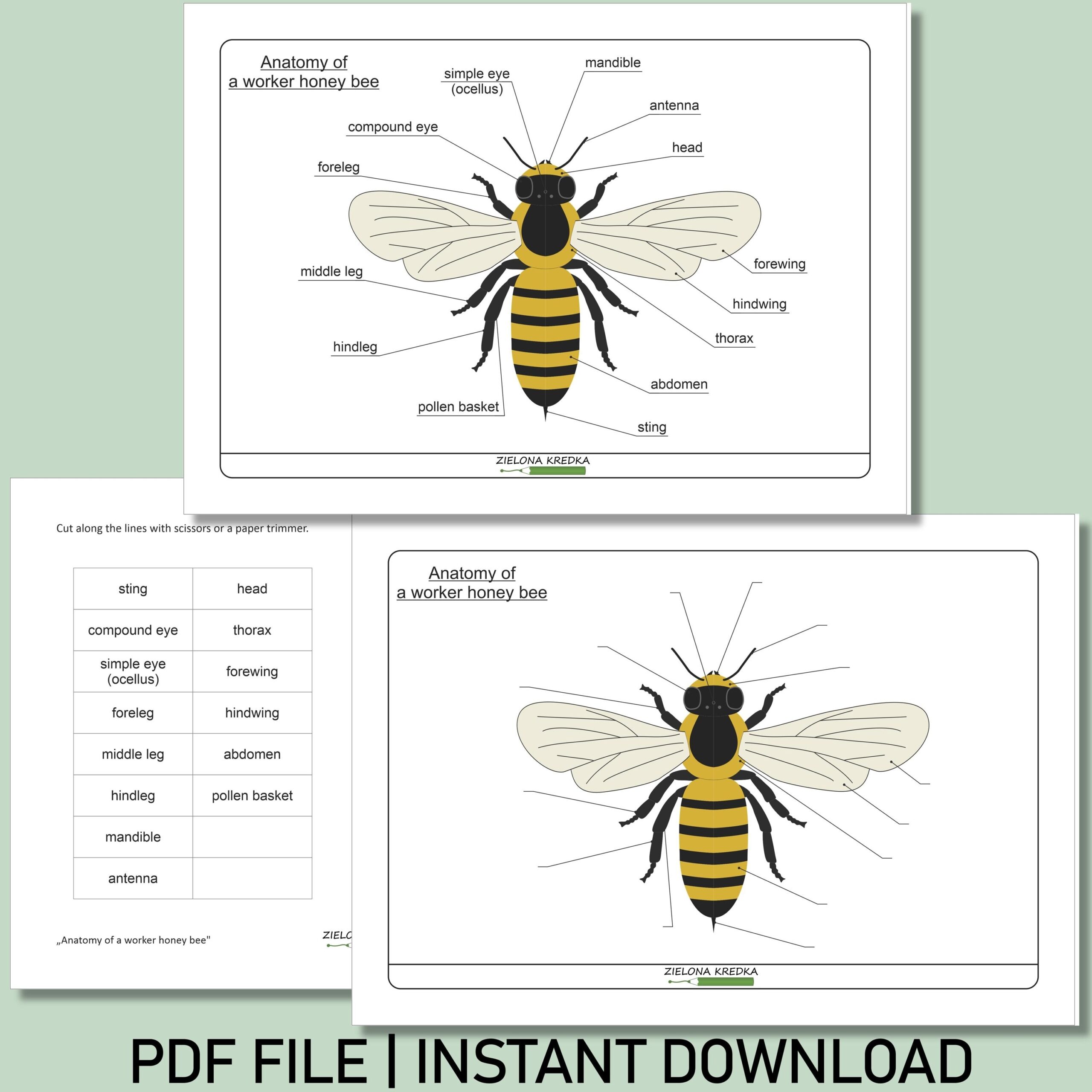Honey Bee Anatomy Diagram Kids Activity Pages Educational PDF Etsy