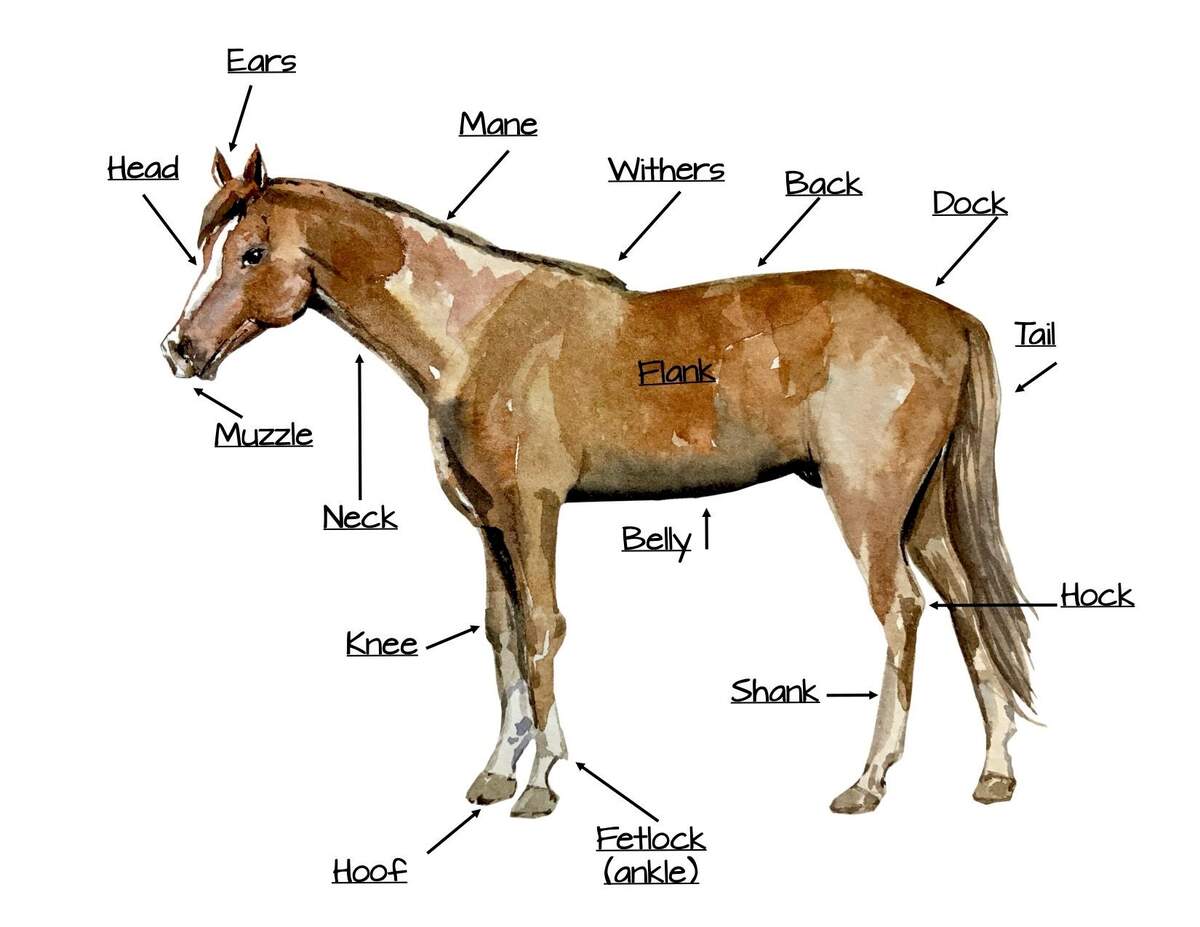 Horse Anatomy Etsy Israel