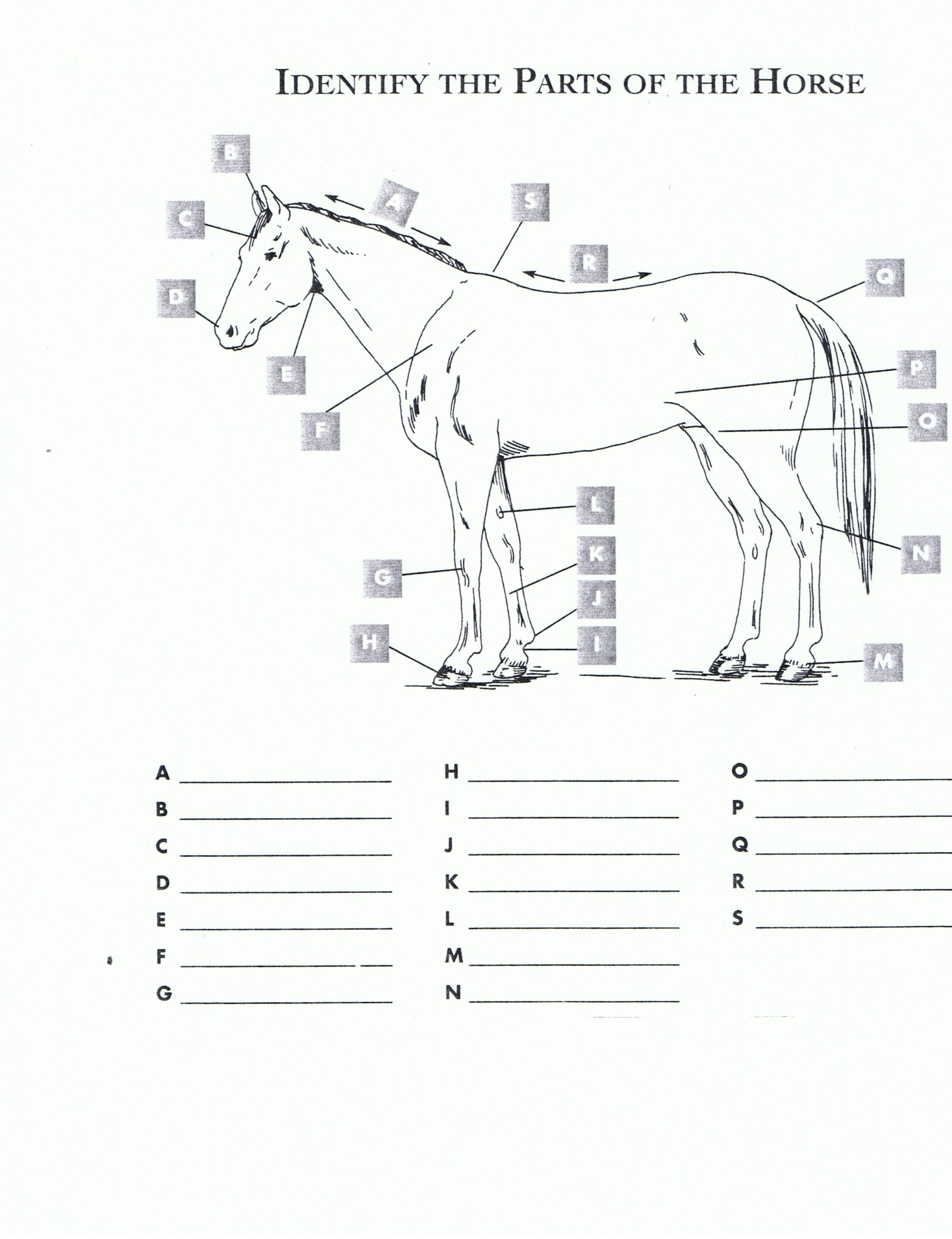 Horse Anatomy Worksheet Learn Equine Physiology With Interactive Exercises Horse Anatomy Worksheet Learn Equine Physiology With Interactive Exercises