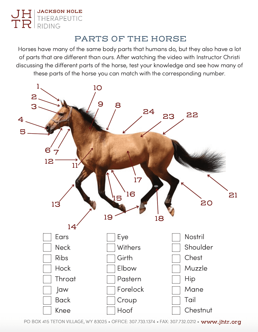 13 Points Of The Horse Worksheet Free PDF At Worksheeto