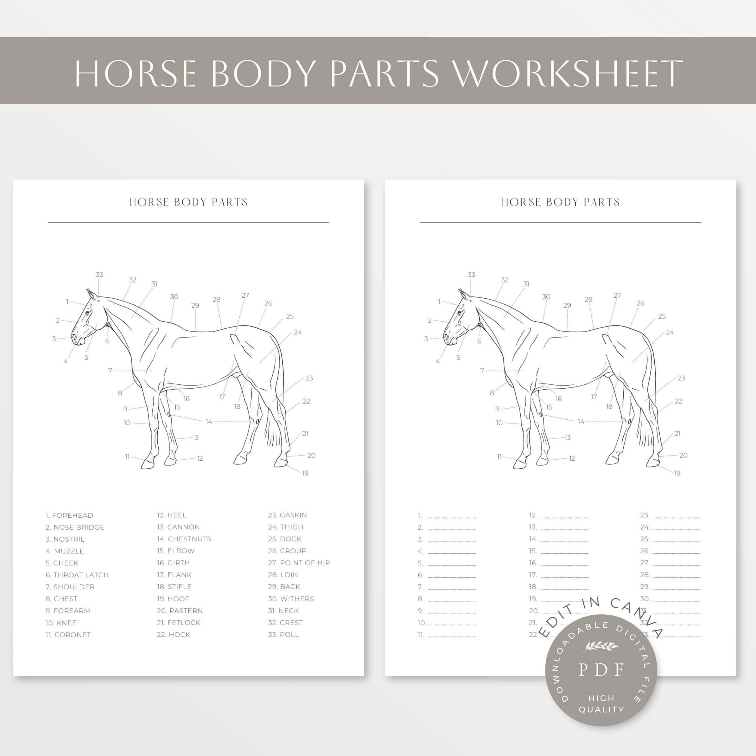 Horse Body Parts Horse Anatomy Equine Worksheet Horse Body Worksheet Parts Of A Horse Equine Equestrian Horse Body Line Art Etsy Israel