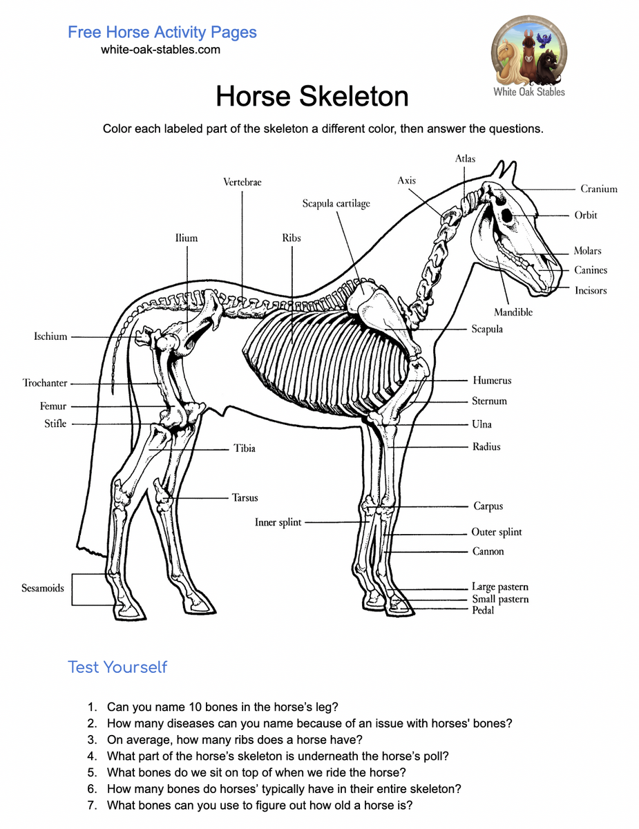 Horse Anatomy Etsy Israel