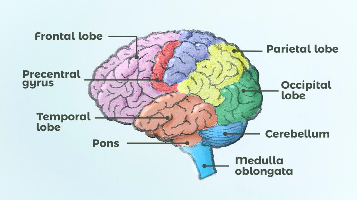 Brain Anatomy Function Educational Resource