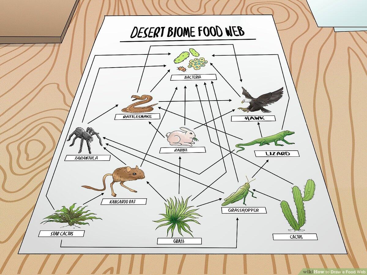 How To Draw A Food Web 11 Steps With Pictures WikiHow