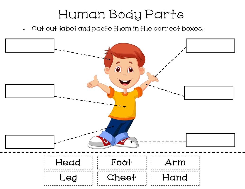 Human Body My Resource Station Kindergarten Human Body My Resource Station Kindergarten