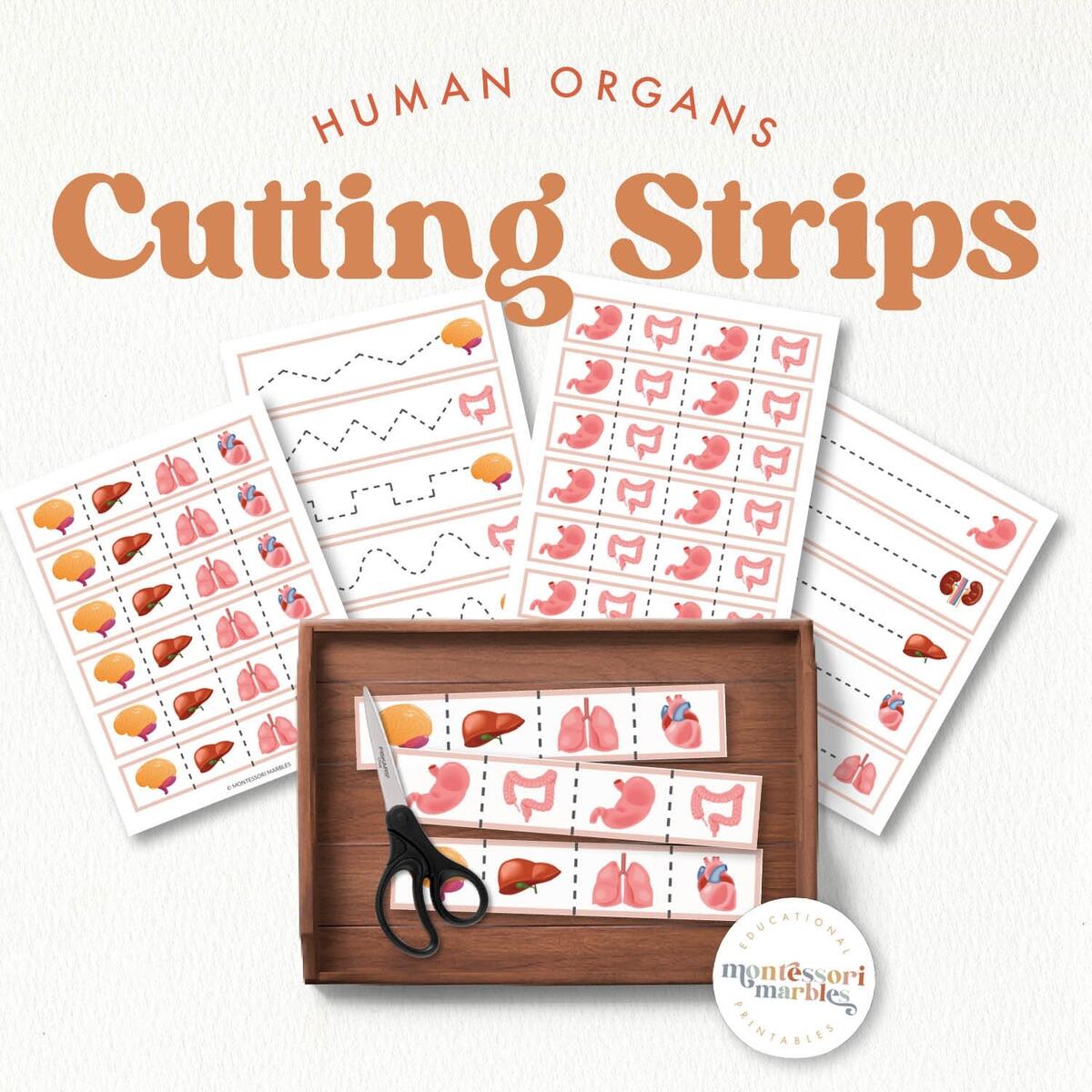 Human Body Organs Cutting Strips Fine Motor Skills Printable Scissor Practice For Anatomy Learning Ages 2 5 Etsy