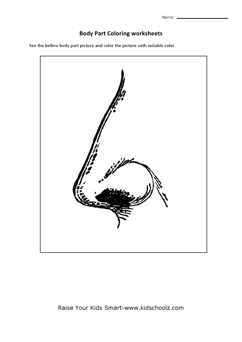 Internal Parts Of The Nose Worksheet