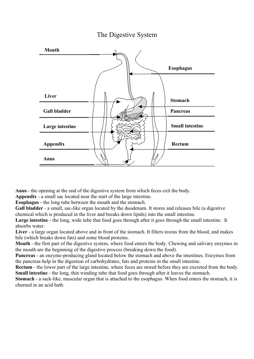 Human Body Systems Digestive System Diagram Worksheet With Worksheets Library Human Body Systems Digestive System Diagram Worksheet With Worksheets Library