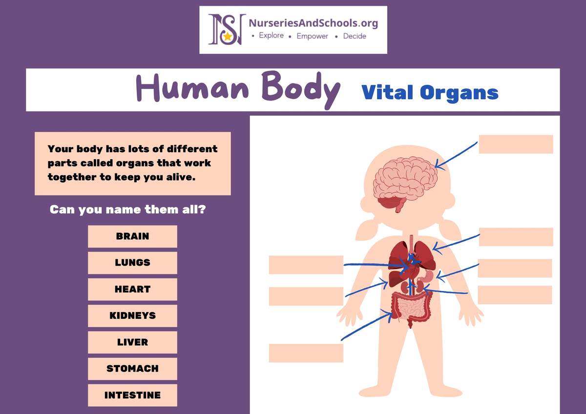 Human Body Vital Organs Free Worksheet UK Human Body Vital Organs Free Worksheet UK