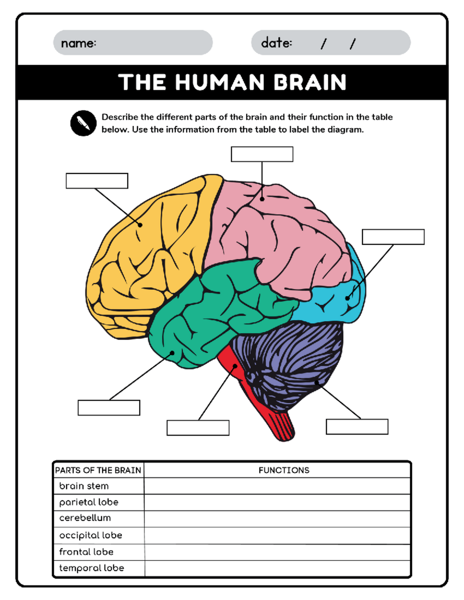 Human Brain Parts Labeling Worksheet Anatomy Of The Brain Studocu