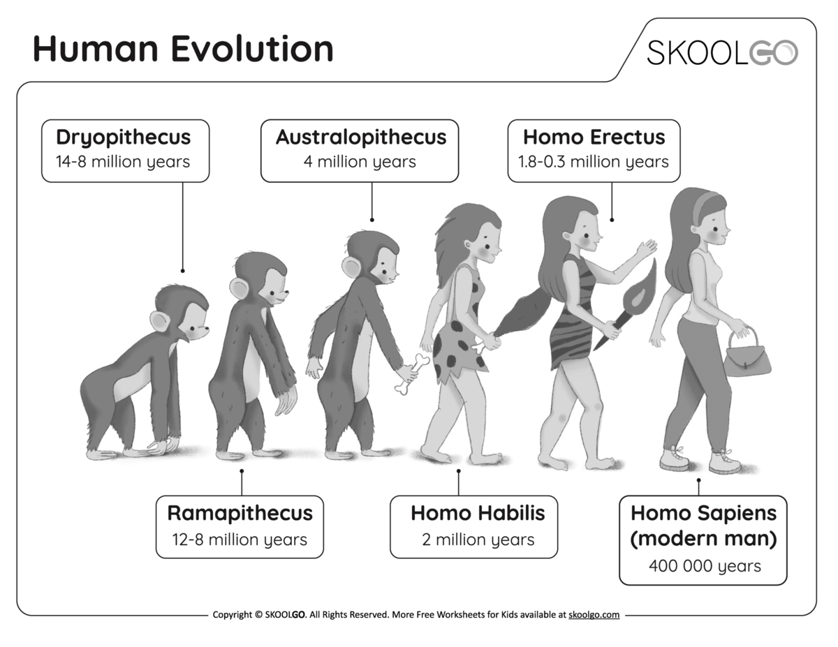Human Evolution Free Worksheet SKOOLGO