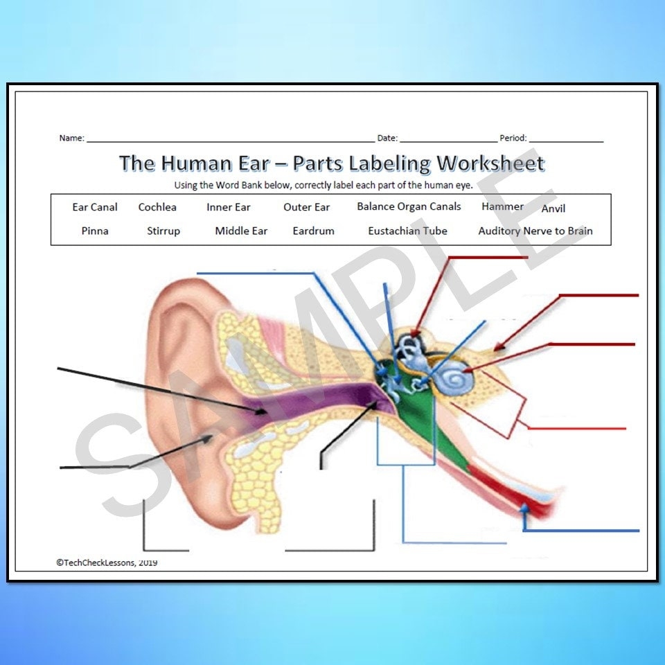 Human Eye Ear Diagram Labeling Worksheet Science Editable DIGITAL DOWNLOAD Etsy