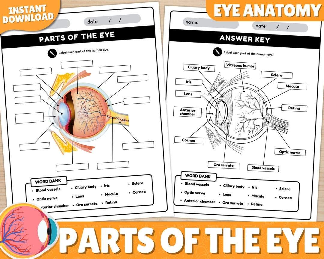 Human Eye Parts Labeling Worksheet Anatomy Of The Eye Parts Of The Human Eye Worksheets Instant Download Printable PDF Etsy Human Eye Parts Labeling Worksheet Anatomy Of The Eye Parts Of The Human Eye Worksheets Instant Download Printable PDF Etsy