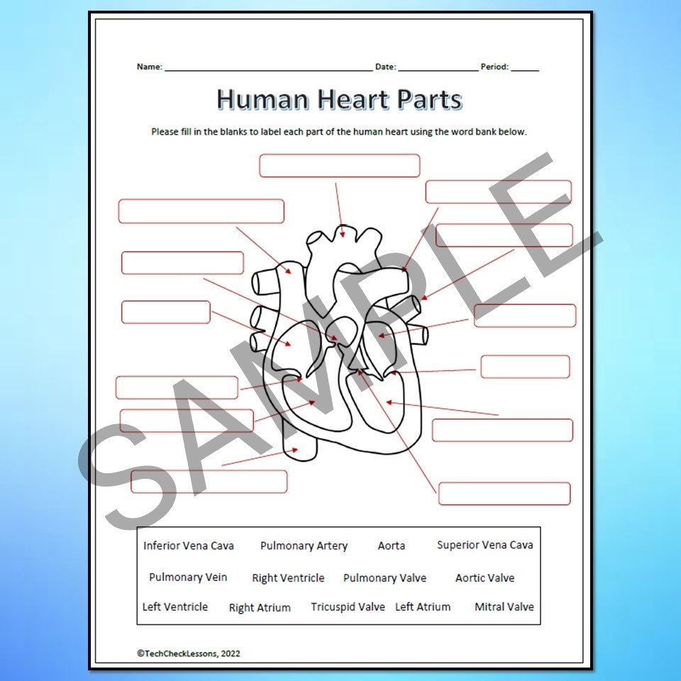 Human Heart Parts And Blood Flow Labeling Worksheets Diagram Graphic Organizer DIGITAL DOWNLOAD Etsy