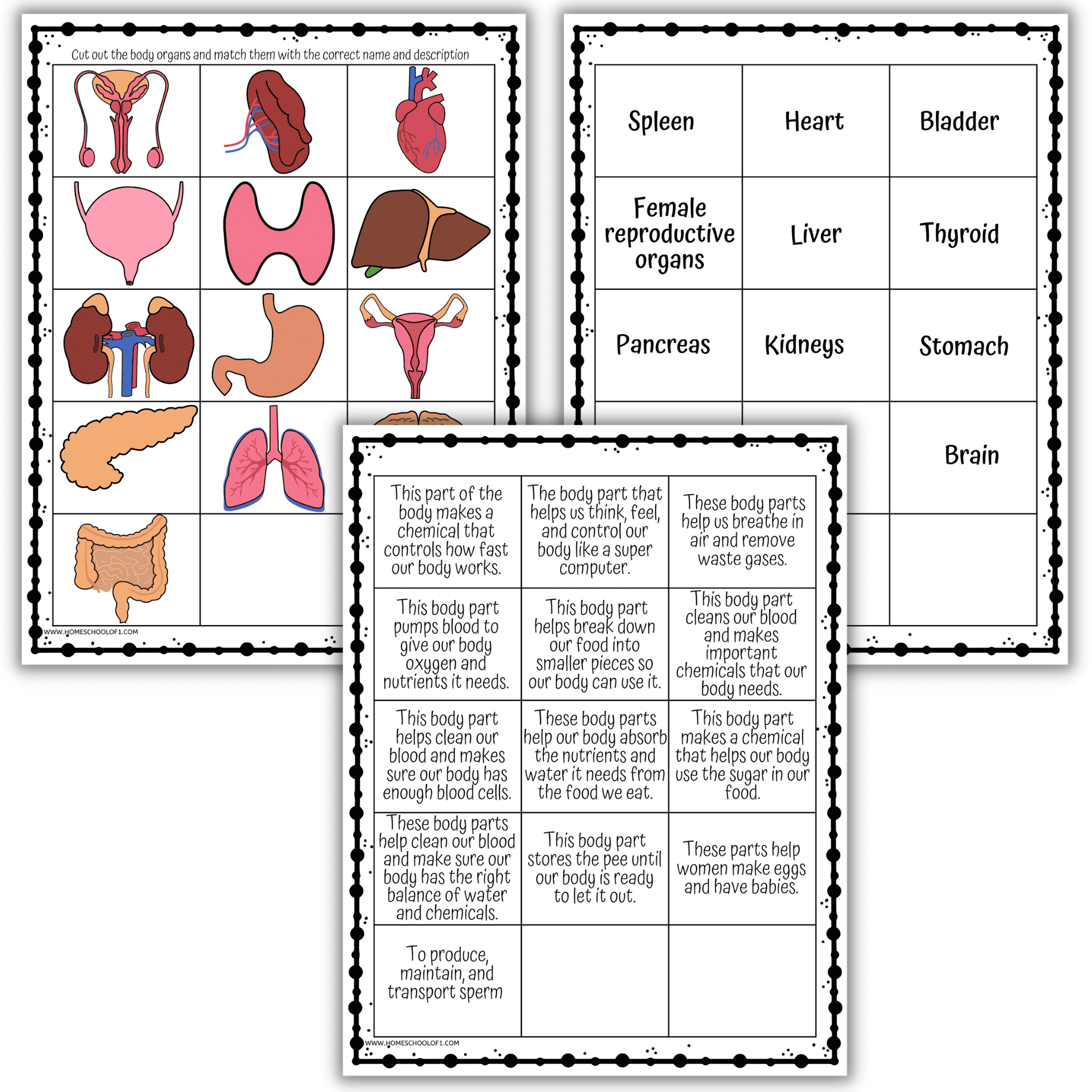 Human Organs Worksheets Printable Anatomy Activities For Kids