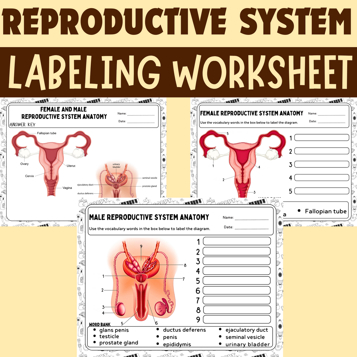 Human Reproductive System Activities Female Male Diagram Labeling Worksheets Coloring Pages Made By Teachers
