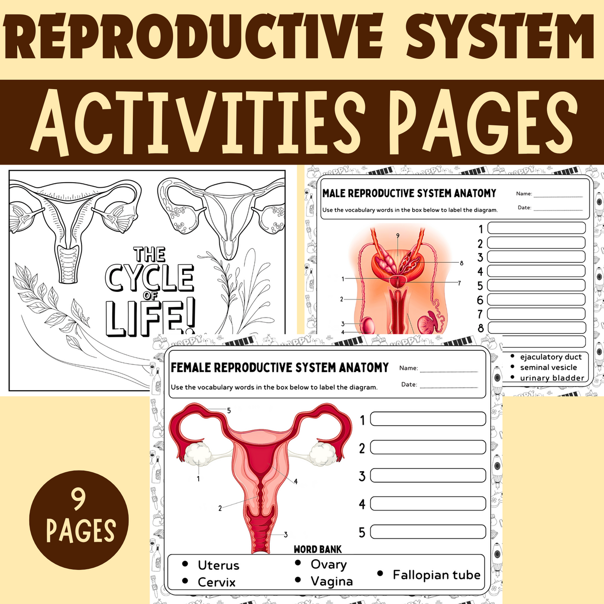Human Reproductive System Activities Female Male Diagram Labeling Worksheets Coloring Pages Made By Teachers Human Reproductive System Activities Female Male Diagram Labeling Worksheets Coloring Pages Made By Teachers