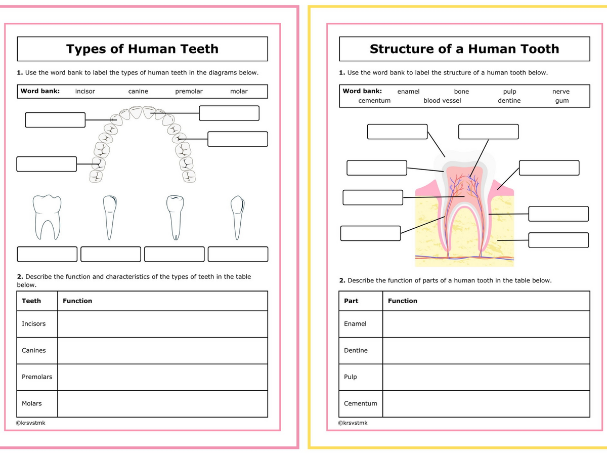 Human Teeth Worksheets Teaching Resources