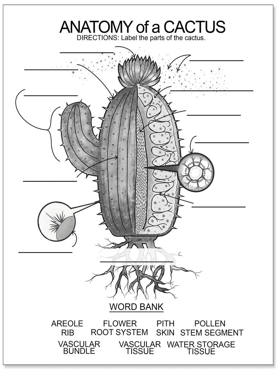 Illustrated Anatomy Of A Cactus Fine Art Print Plain Paper Laminated Or Framed Multiple Sizes Available Etsy Israel Illustrated Anatomy Of A Cactus Fine Art Print Plain Paper Laminated Or Framed Multiple Sizes Available Etsy Israel