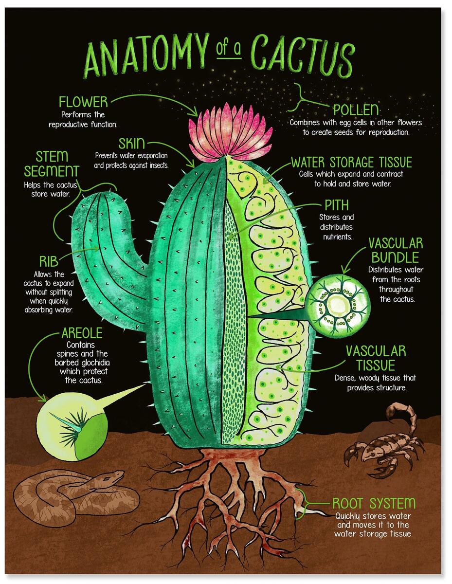 Illustrated Anatomy Of A Cactus Fine Art Print Plain Paper Laminated Or Framed Multiple Sizes Available Etsy Israel Illustrated Anatomy Of A Cactus Fine Art Print Plain Paper Laminated Or Framed Multiple Sizes Available Etsy Israel