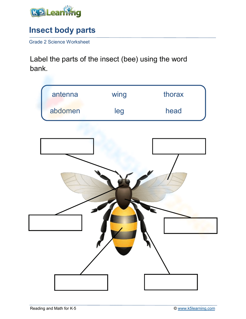 Insect Body Parts Worksheet
