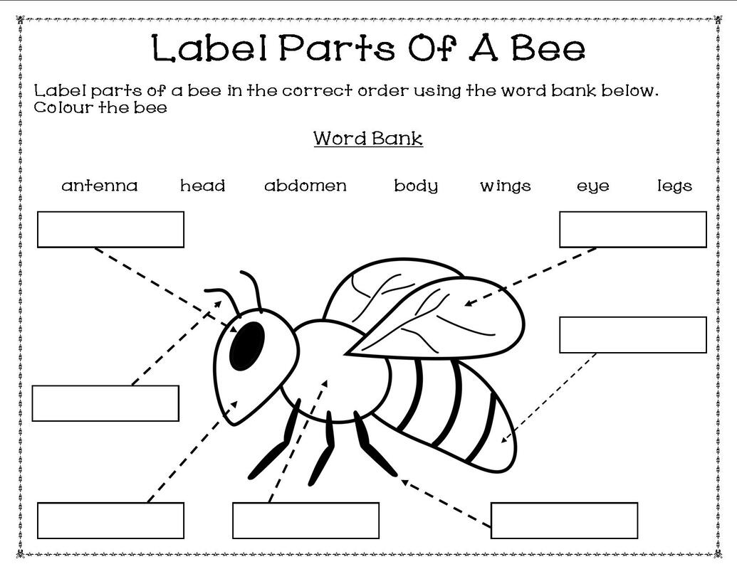 Insects My Resource Station Grade One