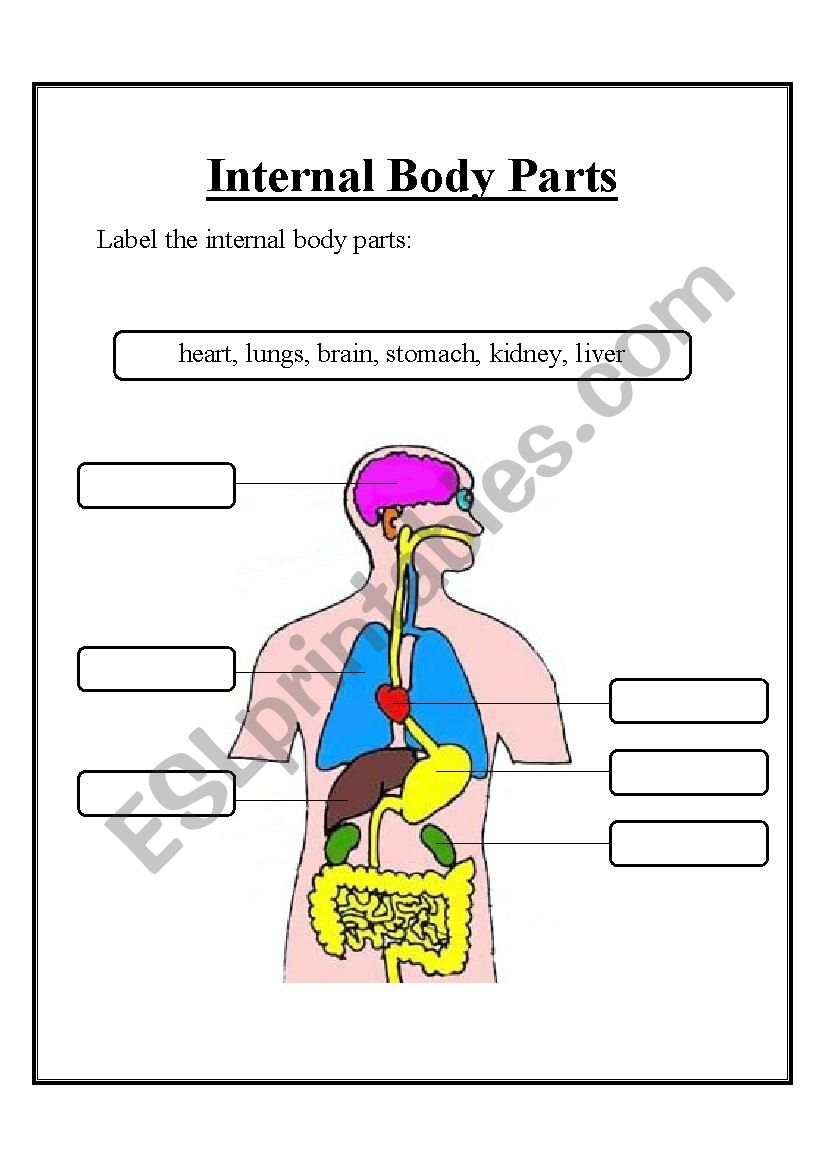 Internal Body Parts ESL Worksheet By Step2eternity