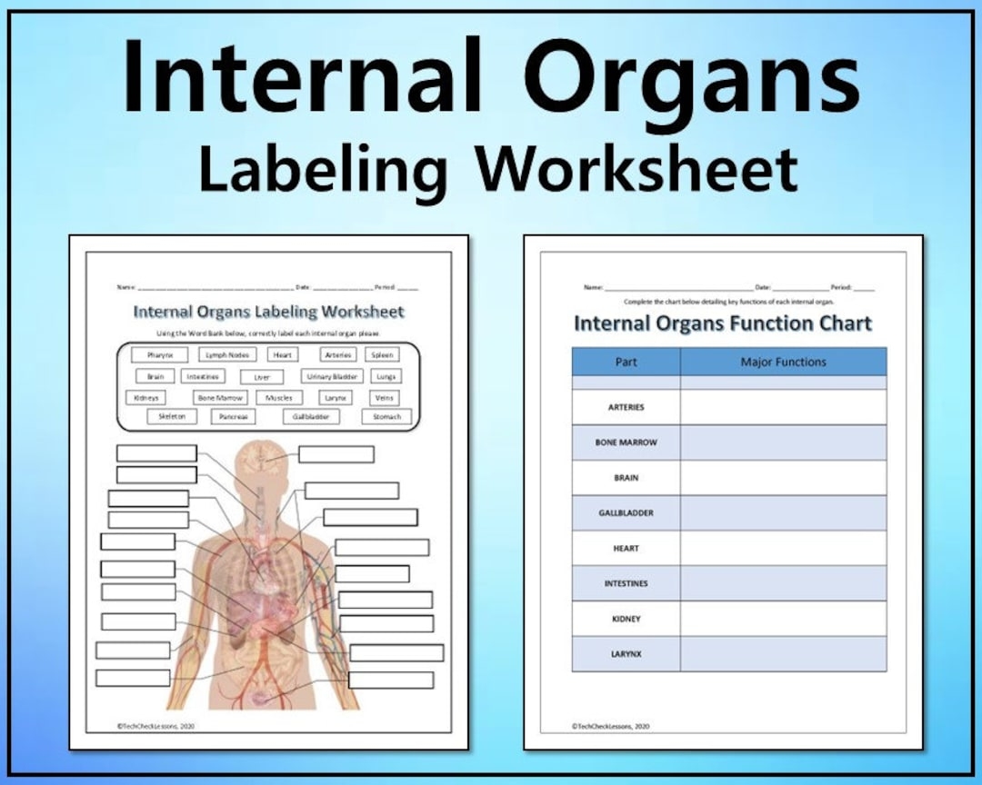 Internal Organs Labeling Functions Science Worksheet Printable Graphic Organizer Editable DIGITAL DOWNLOAD Etsy