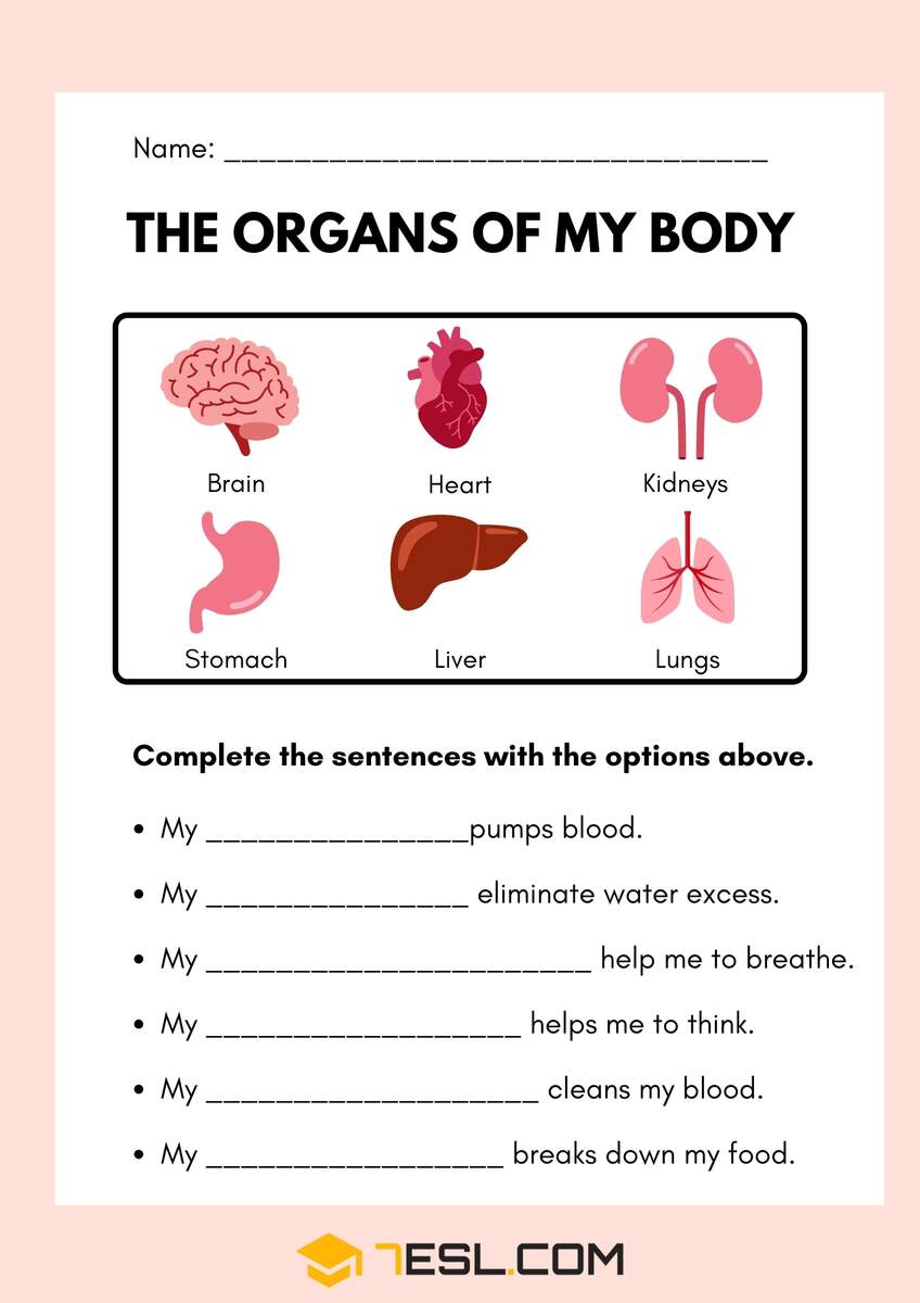 Internal Organs Of The Human Body Worksheets 7ESL