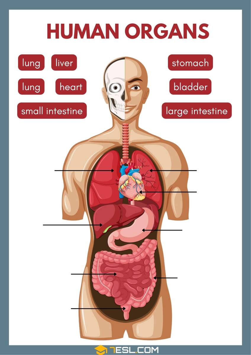 Internal Organs Of The Human Body Worksheets 7ESL Internal Organs Of The Human Body Worksheets 7ESL