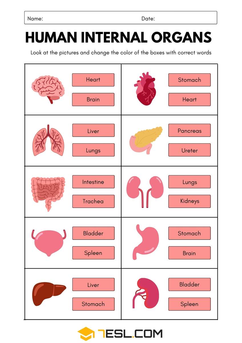 Internal Organs Of The Human Body Worksheets 7ESL