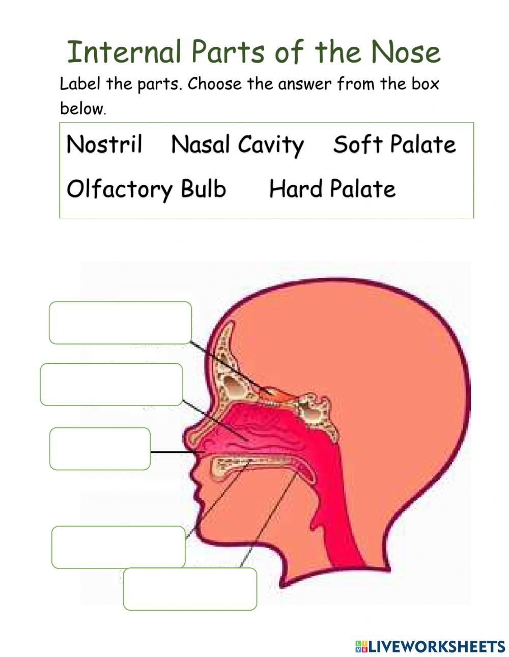 Internal Parts Of The Nose Worksheet