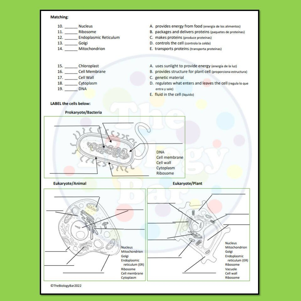 Kami Export Will Irwin PlantCellColoring Pdf Name Color The Worksheets Library Kami Export Will Irwin PlantCellColoring Pdf Name Color The Worksheets Library