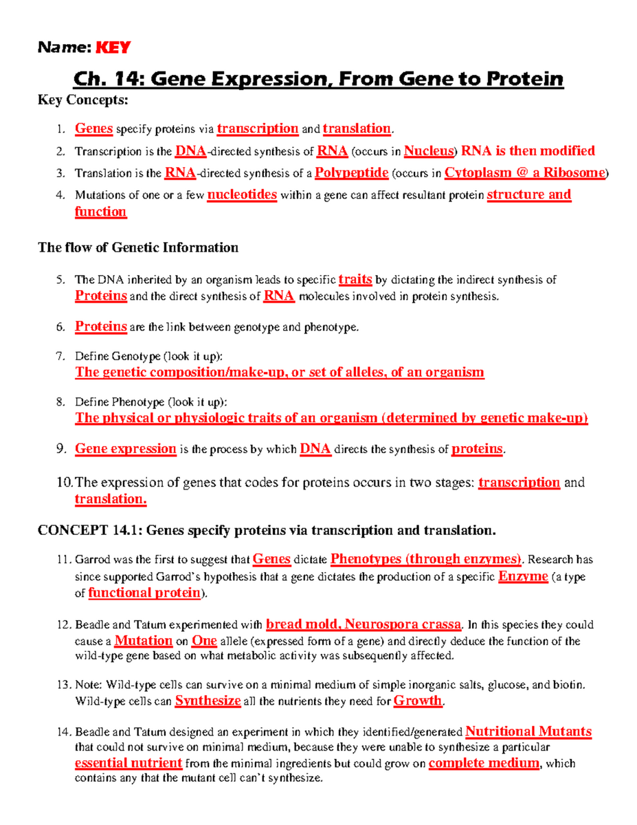 KEY Ch 14 Gene Expression Protein Synthesis Overview Bio Studocu KEY Ch 14 Gene Expression Protein Synthesis Overview Bio Studocu