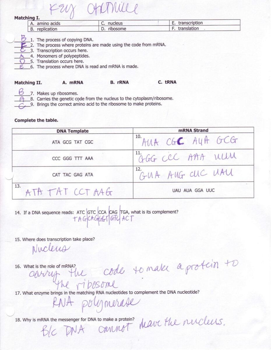 KEY Protein Synthesis Notes Packet
