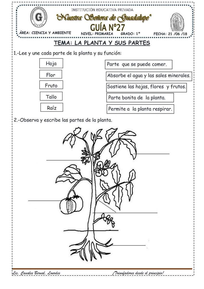 La Planta Y Sus Partes 27