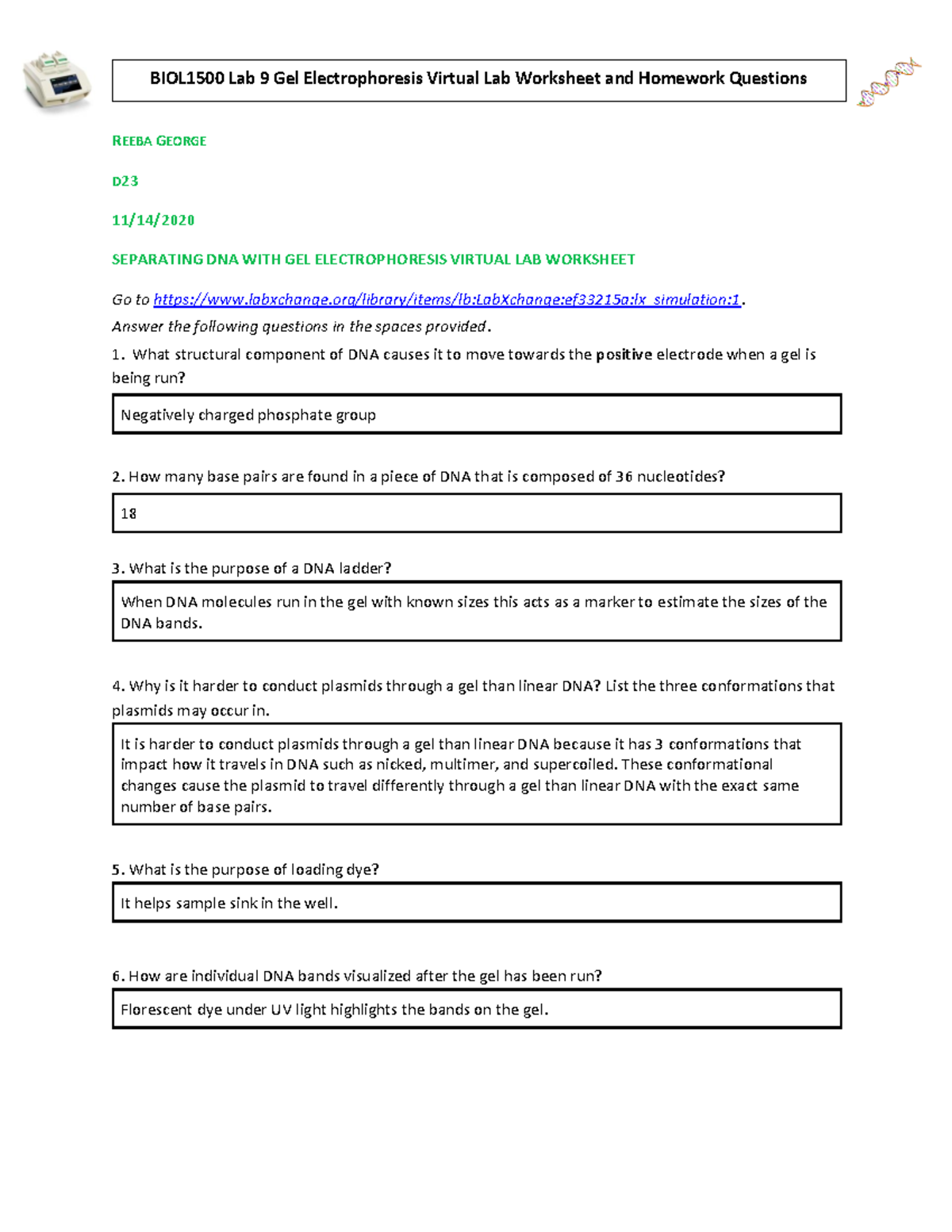 Lab 9 Part II Gel Electrophoresis Virtual Lab Homework Assignment Studocu Lab 9 Part II Gel Electrophoresis Virtual Lab Homework Assignment Studocu