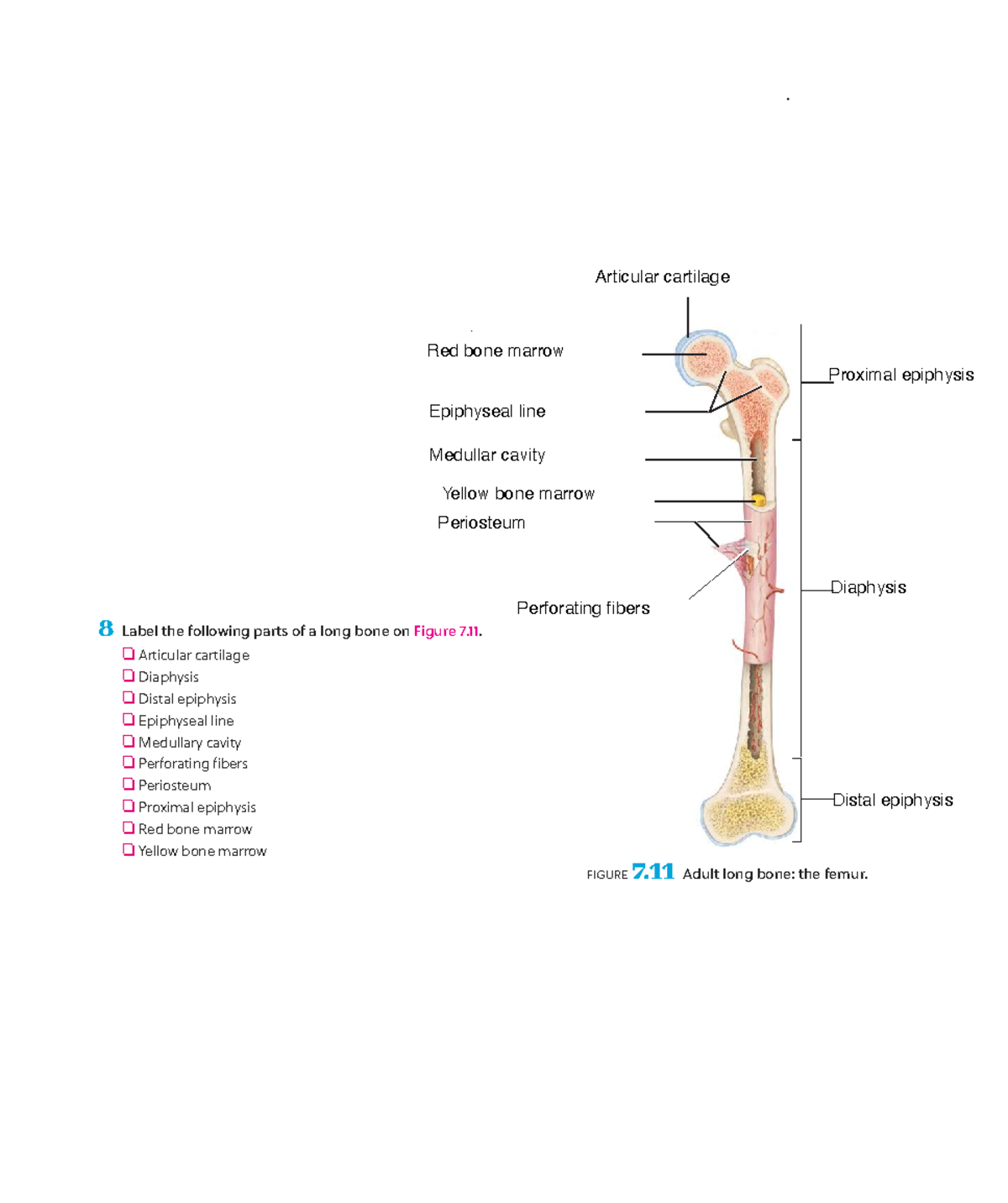 Label Of Long Bone BIOL 3320 8 Label The Following Parts Of A Long Bone On Figure 7 Studocu Label Of Long Bone BIOL 3320 8 Label The Following Parts Of A Long Bone On Figure 7 Studocu