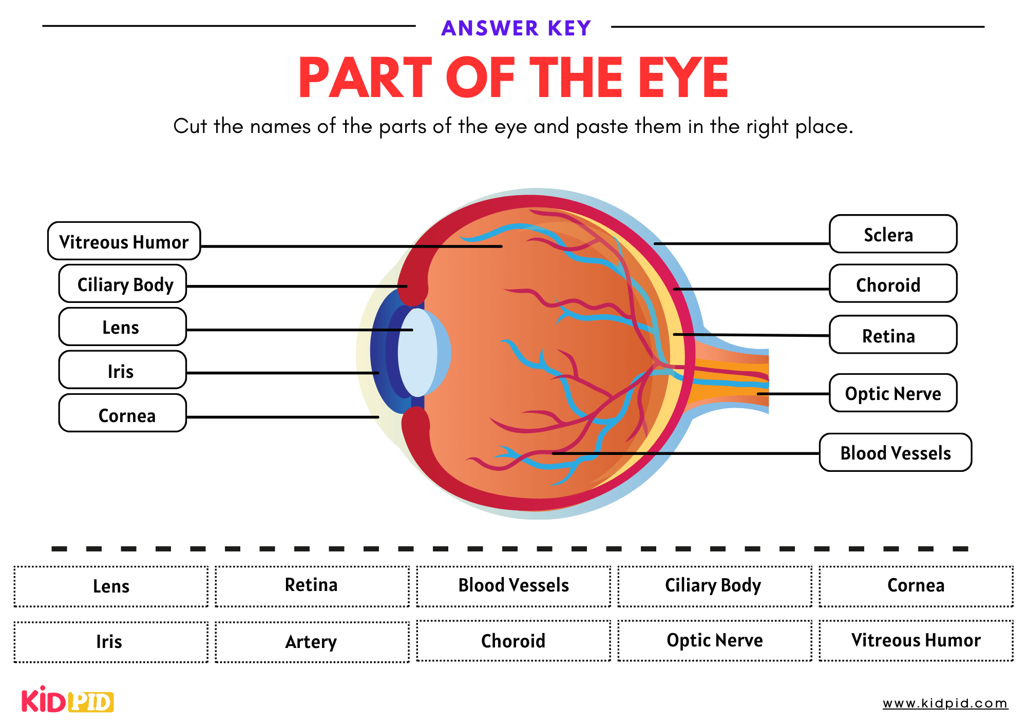 Label Parts Of Eye Worksheet Kidpid