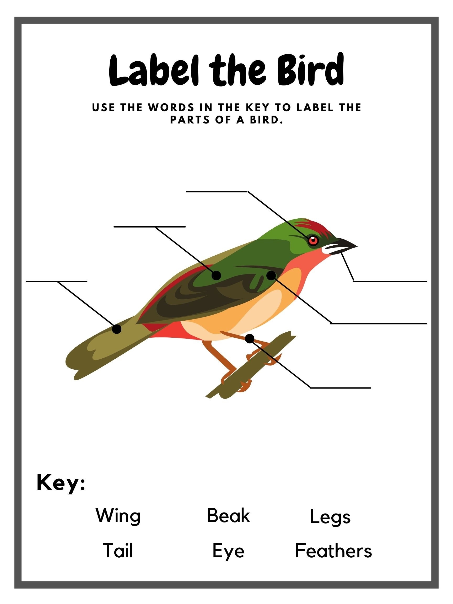 Label The Bird Worksheet Bird Anatomy Preschool Learning Science Worksheet Etsy
