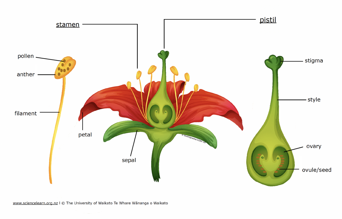 Label The Flower Parts Science Learning Hub Label The Flower Parts Science Learning Hub