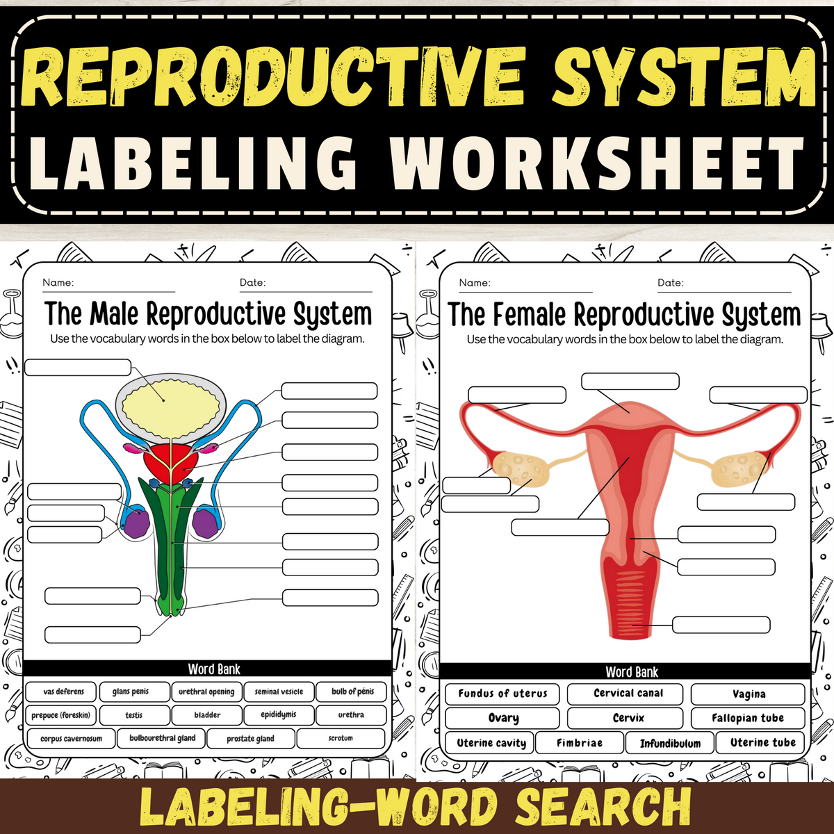 Label The Male And Female Reproductive System Worksheet Explore Human Reproductive Anatomy Made By Teachers Male Female Reproductive Systems Worksheet