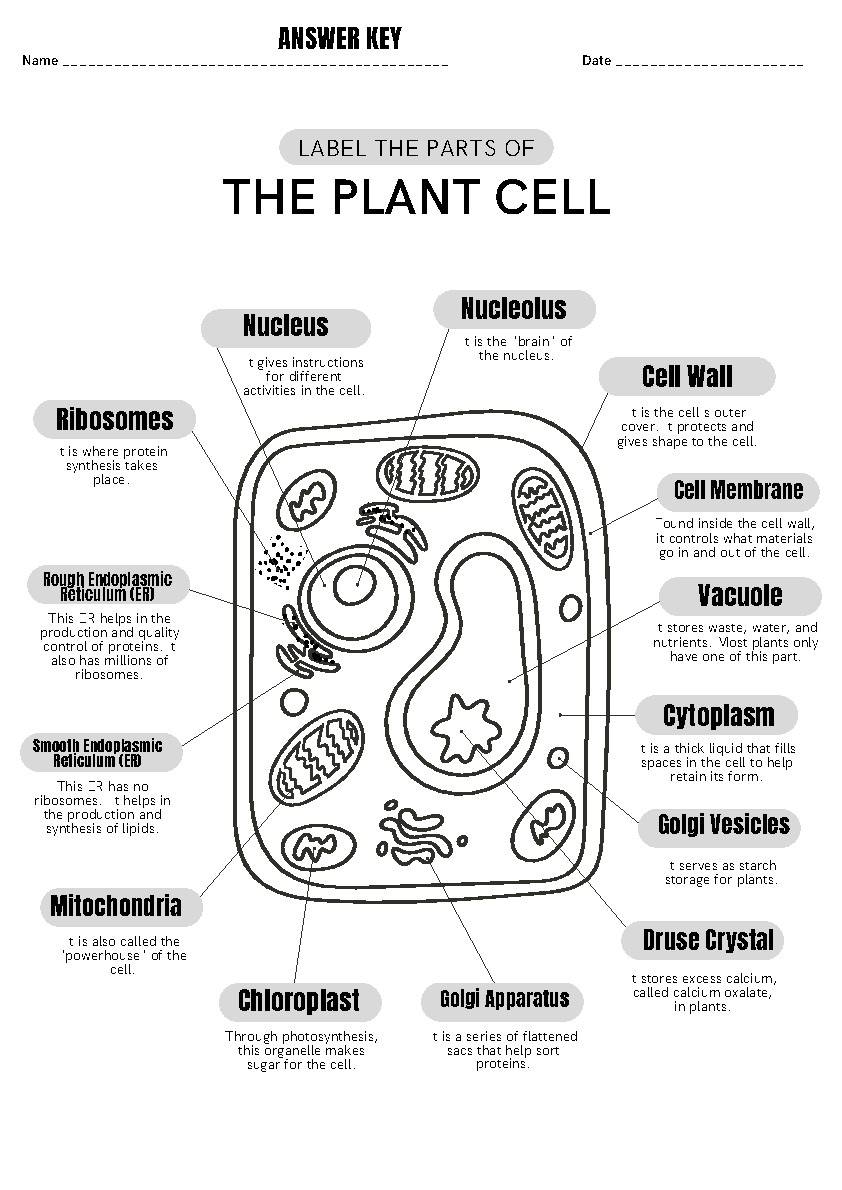 Animal Cell Labeling Worksheet Worksheet Worksheets Library