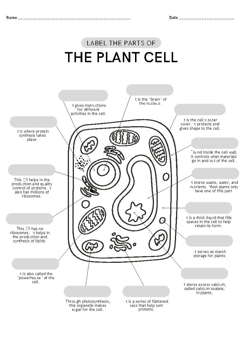 Label The Parts Of A Plant Cell By Enjoying The Little Things TPT Label The Parts Of A Plant Cell By Enjoying The Little Things TPT